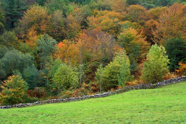 Herbst färbt den Wald — Stockfoto
