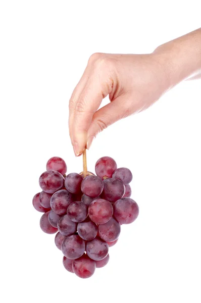Tenuta di un grappolo di uva rossa — Foto Stock