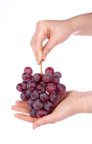 Grappolo d'uva rossa nelle mani — Foto Stock