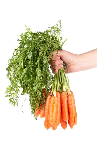 Держа в руках кучу моркови — стоковое фото