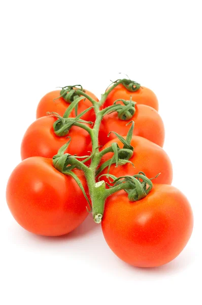 Tomaten auf Büschel — Stockfoto