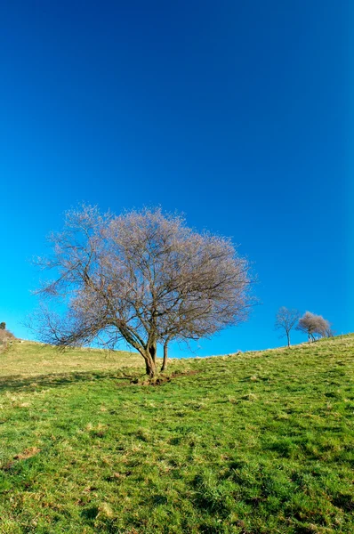 Einsamer Baum am blauen Himmel — Stockfoto