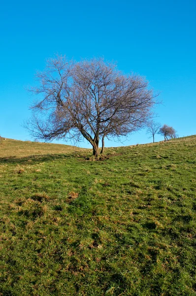 Magányos fa a kék égen — Stock Fotó