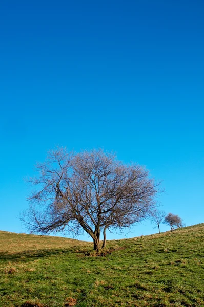 Samotne drzewo na błękitnym niebie — Zdjęcie stockowe