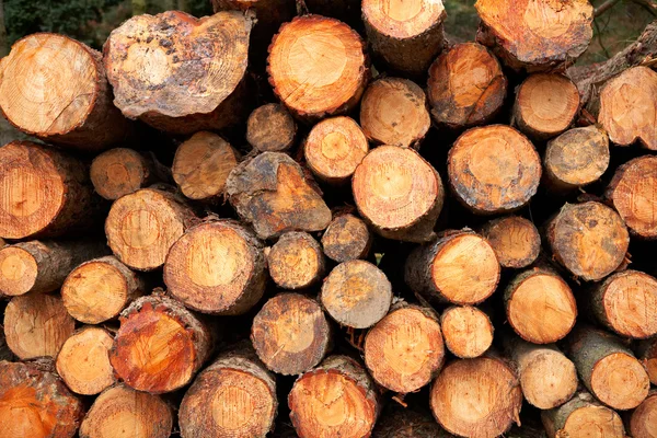 Logs stacked — Stock Photo, Image