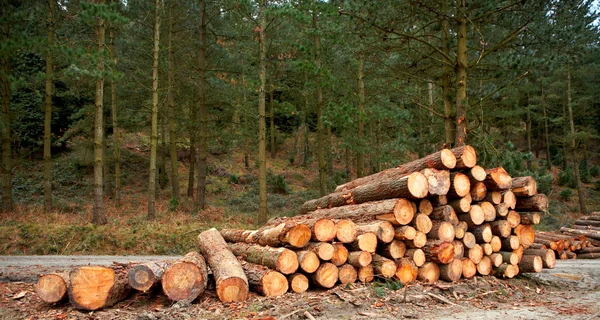 Logs gestapeld — Stockfoto
