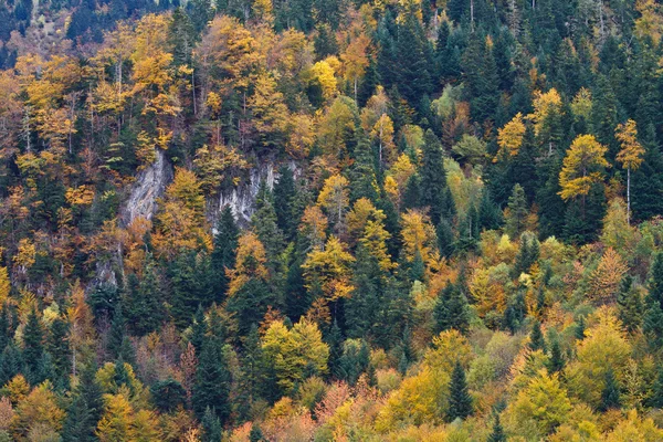 Cores de outono na floresta — Fotografia de Stock