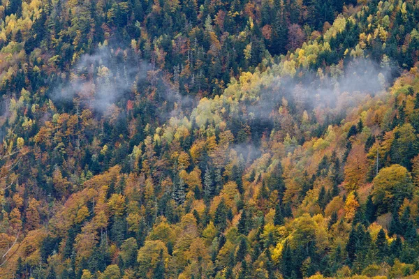 Podzimní barvy v lese — Stock fotografie