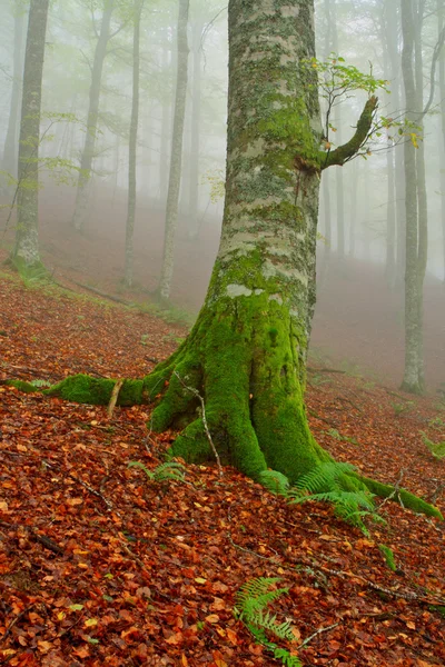 Tree in the fog Stock Photo