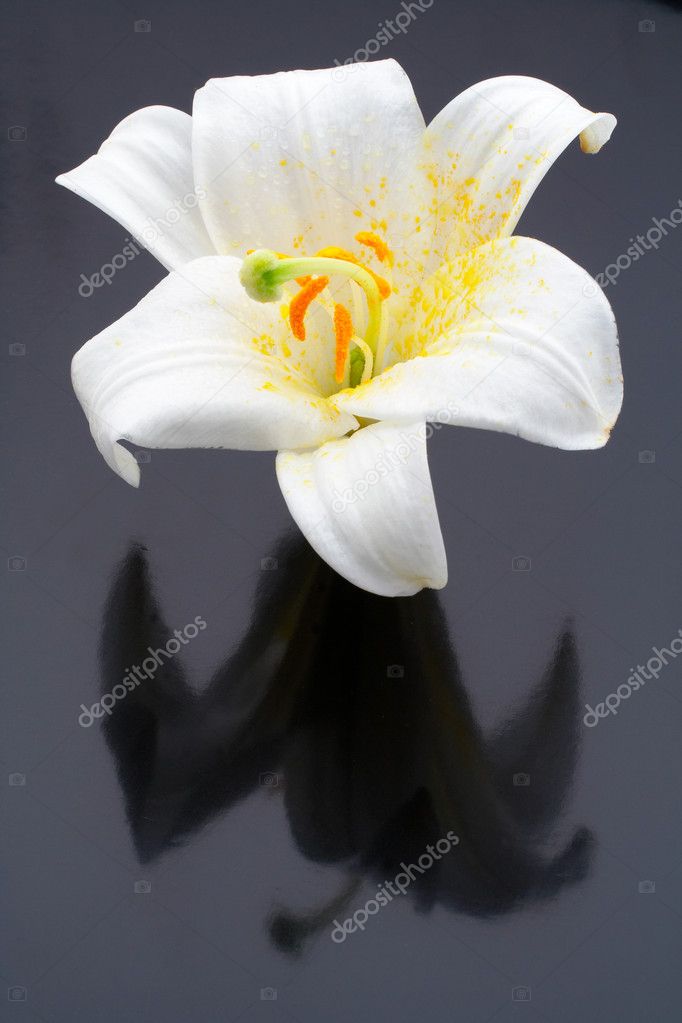Macro shot white flower with reflecting