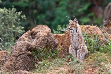 Eurasian lynx clipart