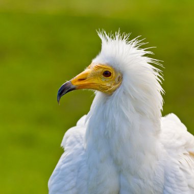 Egyptian vulture clipart