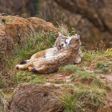 Two eurasian lynxes clipart