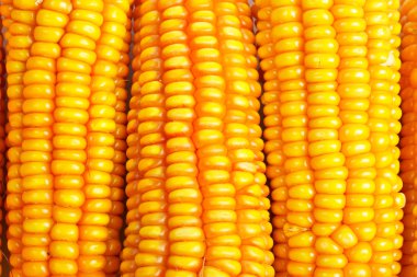 Corn background clipart