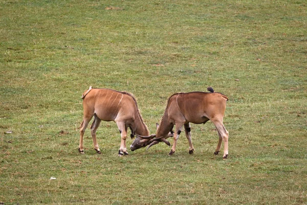Twee eland vechten — Stockfoto