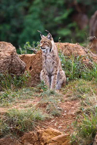 Euraziatische lynx — Stockfoto
