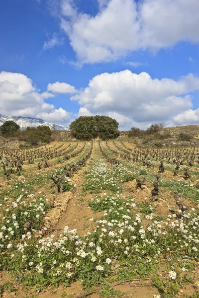 Fields of vineyards — Stock Photo, Image
