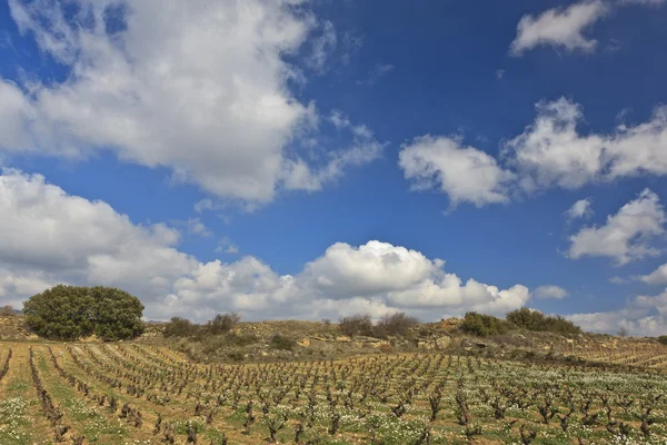 Fields of vineyards — Stock Photo, Image