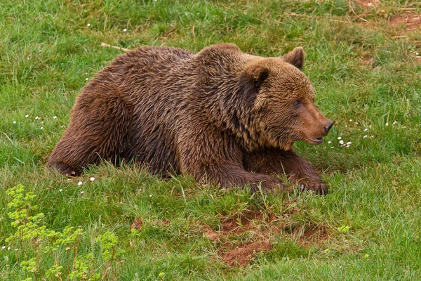 Ведмідь бурий — стокове фото