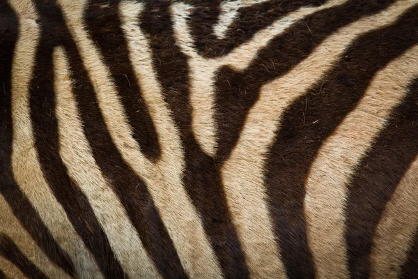 stock image Zebra background