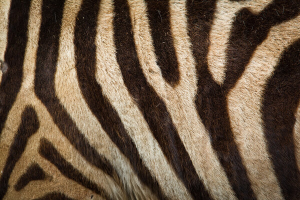 Pattern of zebra skin useful for background