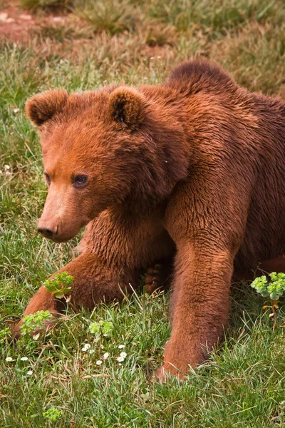 Jeden niedźwiedź brunatny — Zdjęcie stockowe