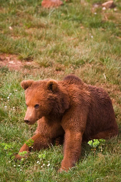 Jeden medvěd hnědý — Stock fotografie