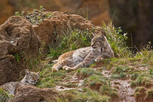 2 つのユーラシアの山猫 — ストック写真