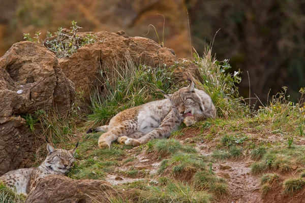 Twee Euraziatische lynxen — Stockfoto