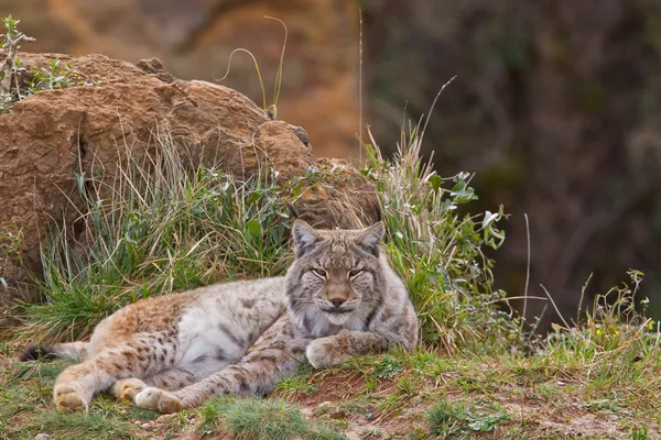 Deux lynx eurasiens — Photo