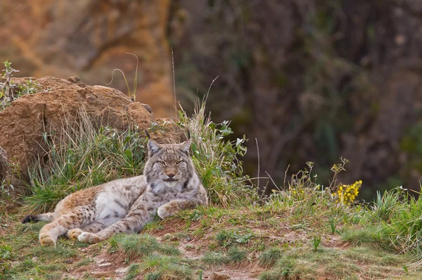 2 개의 유라시아 lynxes — 스톡 사진