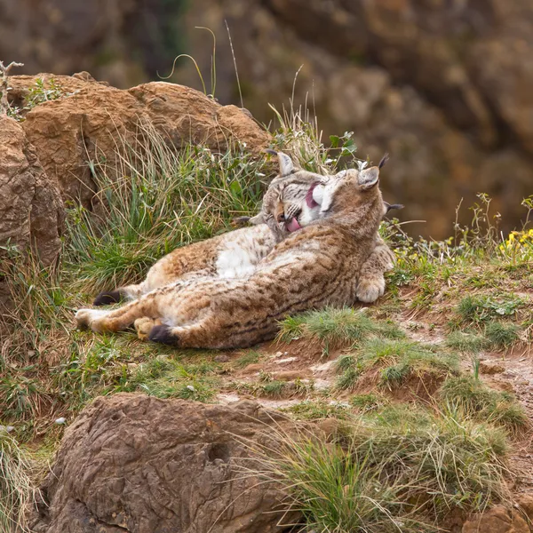 Twee Euraziatische lynxen — Stockfoto