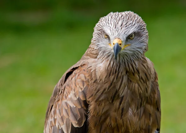 Retrato de águila —  Fotos de Stock