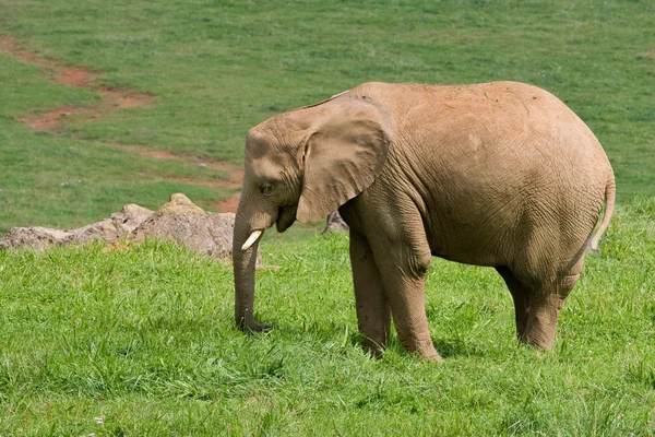 Elefante africano macho — Foto de Stock