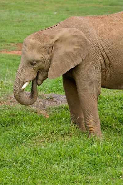 Afrika fili portre — Stok fotoğraf