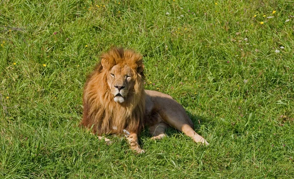 雄のライオン — ストック写真
