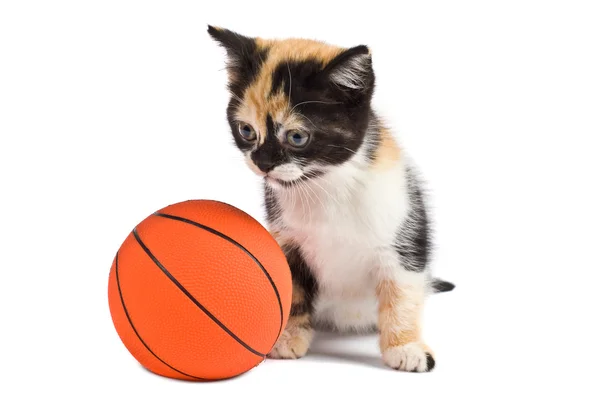 Kitten and basketball — Stock Photo, Image