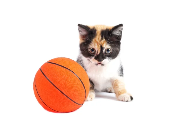 Γατάκι και μπάσκετ — Φωτογραφία Αρχείου