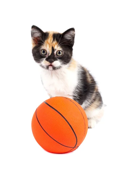 Gatito y baloncesto — Foto de Stock