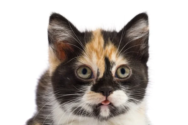 肖像画の子猫 — ストック写真
