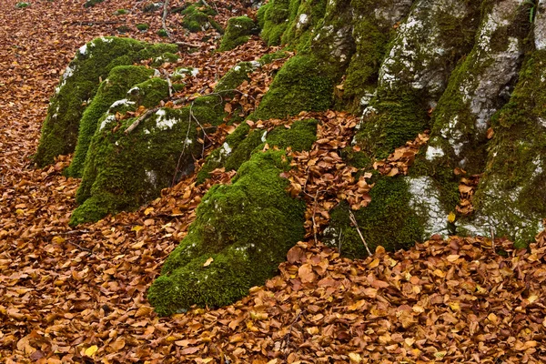 Colors in autumn season — Stock Photo, Image
