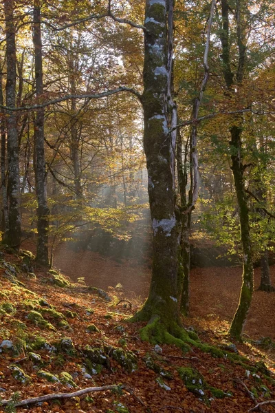 숲을 통해 서 빛 — 스톡 사진
