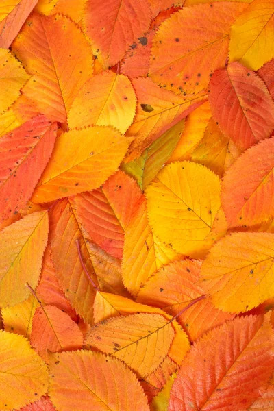 Renkli sonbahar arka plan — Stok fotoğraf