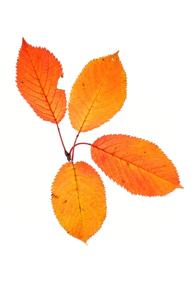四个秋天的树叶 — 图库照片