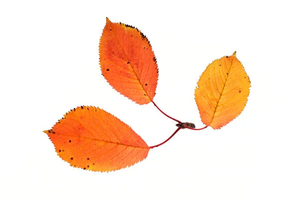 Drie Herfstbladeren — Stockfoto