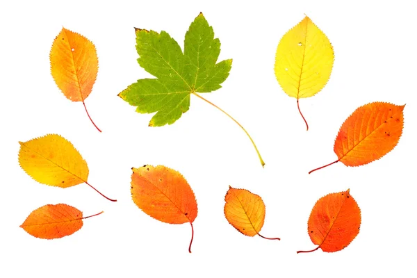 Colección de hojas de otoño —  Fotos de Stock