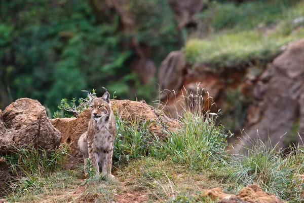 Lynx eurasien Photos De Stock Libres De Droits