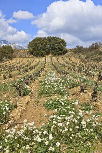 Поля виноградников Лицензионные Стоковые Фото