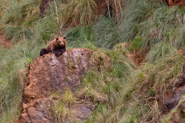 Бурый медведь Стоковое Фото