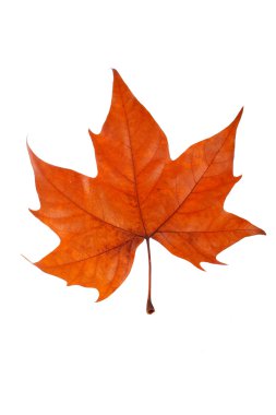 One maple leaf clipart